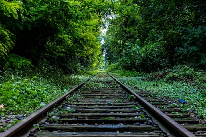 Train - train rail surround by trees