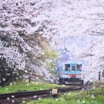 Train - blue and white train on rail tracks near trees during daytime