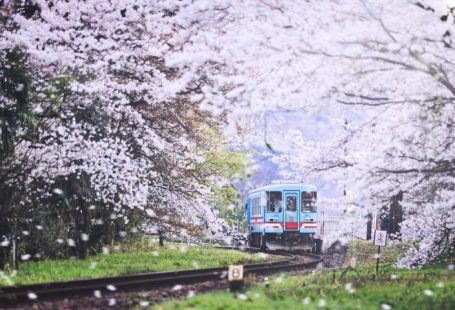 Train - blue and white train on rail tracks near trees during daytime