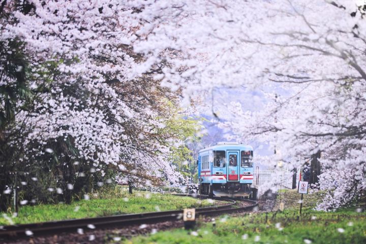 Train - blue and white train on rail tracks near trees during daytime