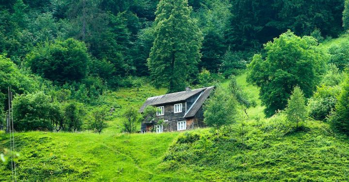 Scenery - Brown Wooden House Surrounded by Green Trees