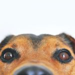 Pets - Closeup Photo of Brown and Black Dog Face