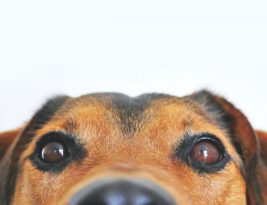 How to Navigate Train Travel with Pets?
