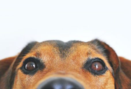 Pets - Closeup Photo of Brown and Black Dog Face